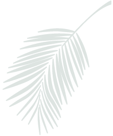 Chloris Garden Paysagiste Mougins Palm Leaf